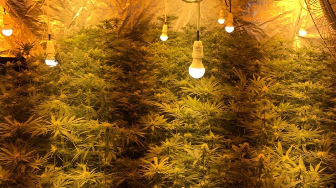 Εργαστήριο υδροπονικής κάνναβης μέσα σε σπίτι στην Αρτέμιδα