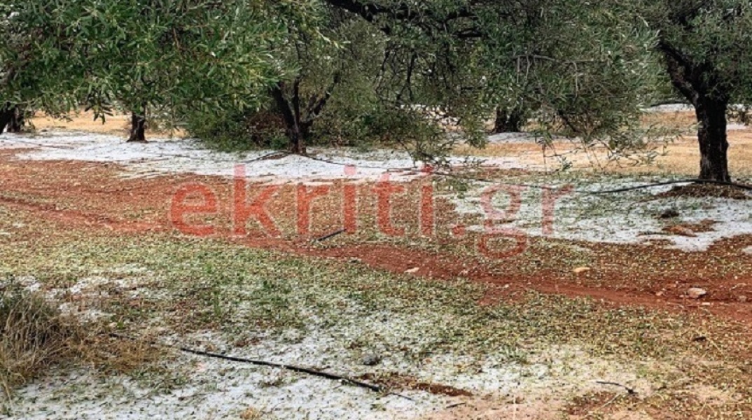 Χαλάζι κατέστρεψε ελιές στην Κρήτη