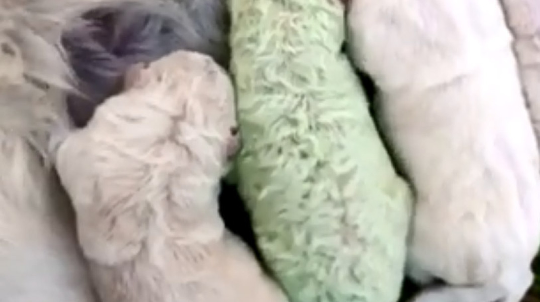 Αυτό το κουτάβι γεννήθηκε πρασινωπό & το λένε «ο Φυστίκης»