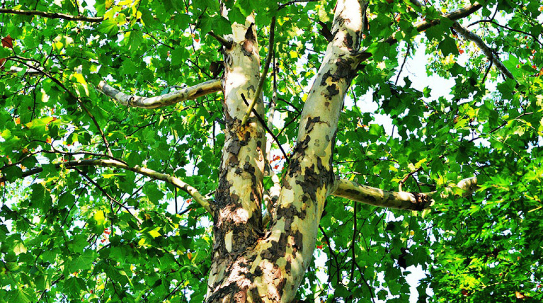 ΑΡΧΕΙΟ - Πλάτανος 