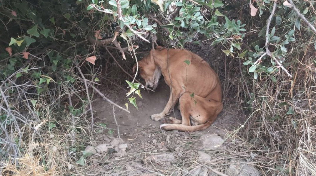 Φιλοζωικο σωματειο Κερατεας Προκρις
