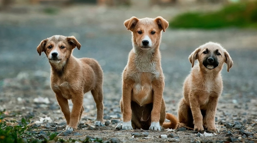 Αδέσποτα σκυλιά