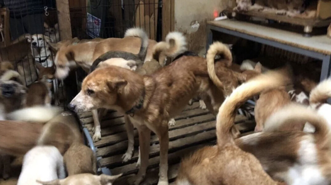 Συνολικά 164 σκυλιά ήταν στοιβαγμένα σε διαμέρισμα 30 τμ στην Ιαπωνία
