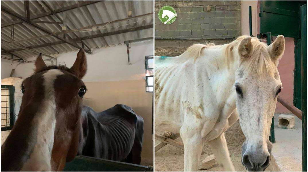 Η περιπέτεια δύο αλόγων