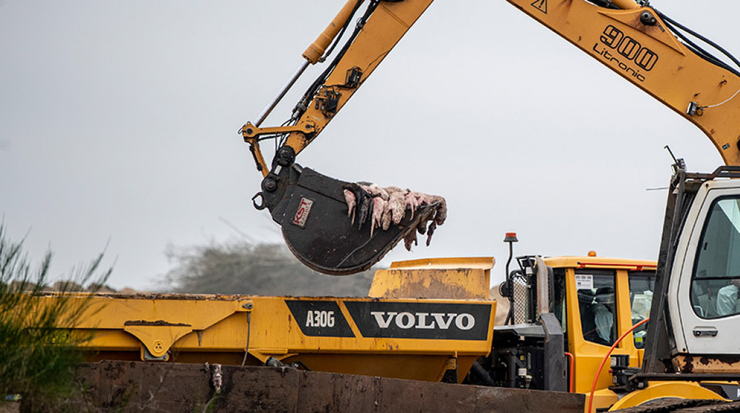 Δανία - Covid-19: Μαζική θανάτωση εκατομμυρίων μινκ