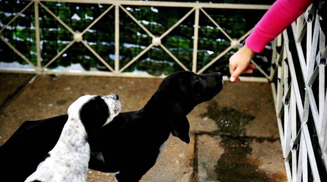 Αδέσποτα σκυλιά