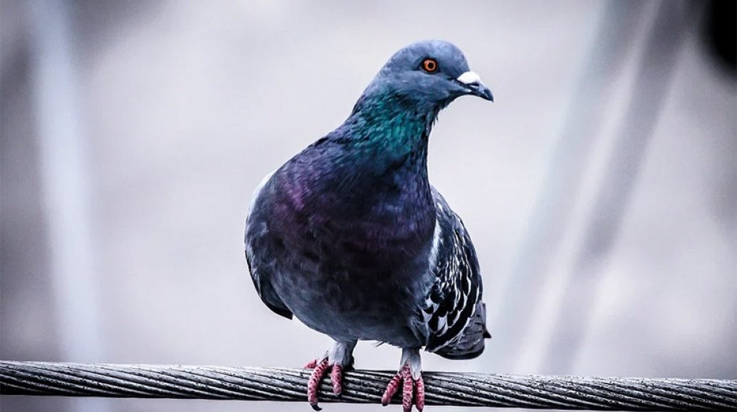 ΑΡΧΕΙΟ - Περιστέρι 