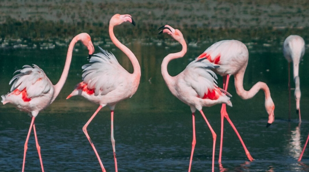 flamingo-samos.jpg