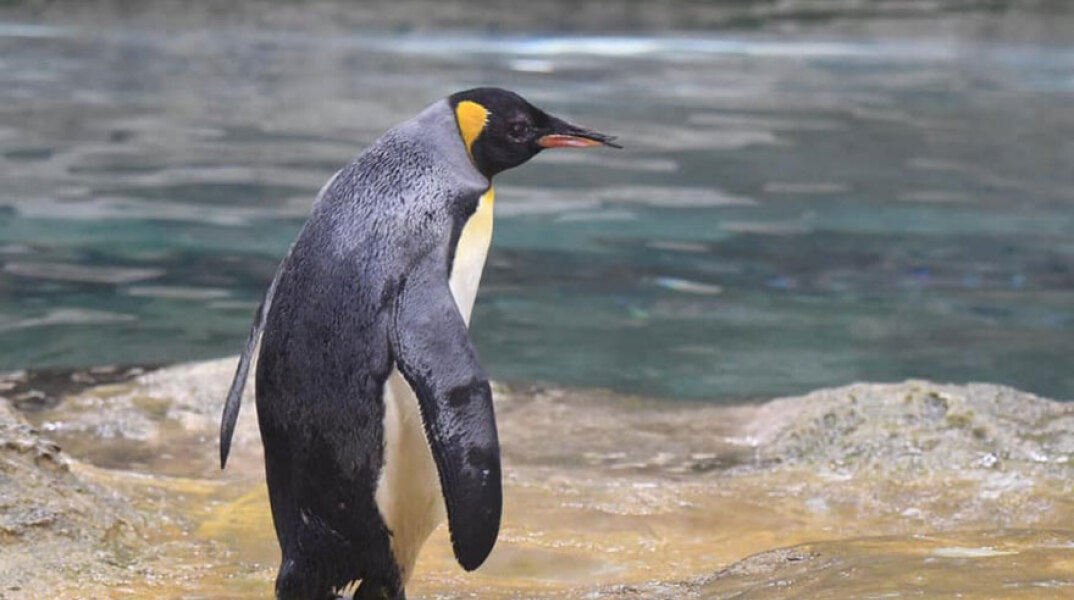 Η «γιαγιά», ο γηραιότερος αυτοκρατορικός πιγκουίνος, πέθανε σε ηλικία 46 ετών στον Ζωολογικό Κήπο του Βούπερταλ στη Γερμανία