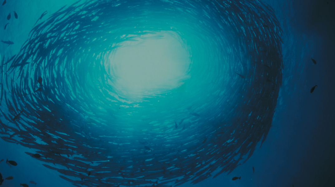 Fish Guide από το WWF