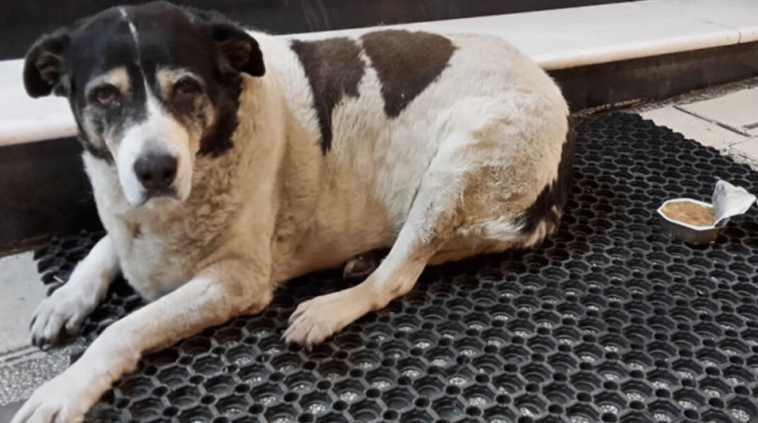 Υπέρβαρος αδέσποτος σκύλος στη Θεσσαλονίκη