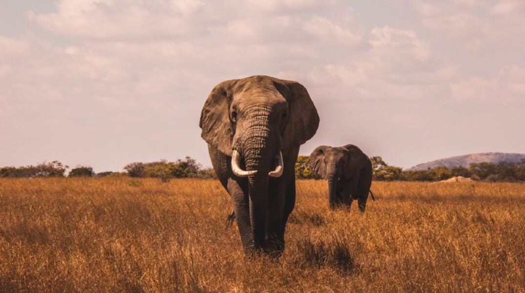 Ελέφαντες