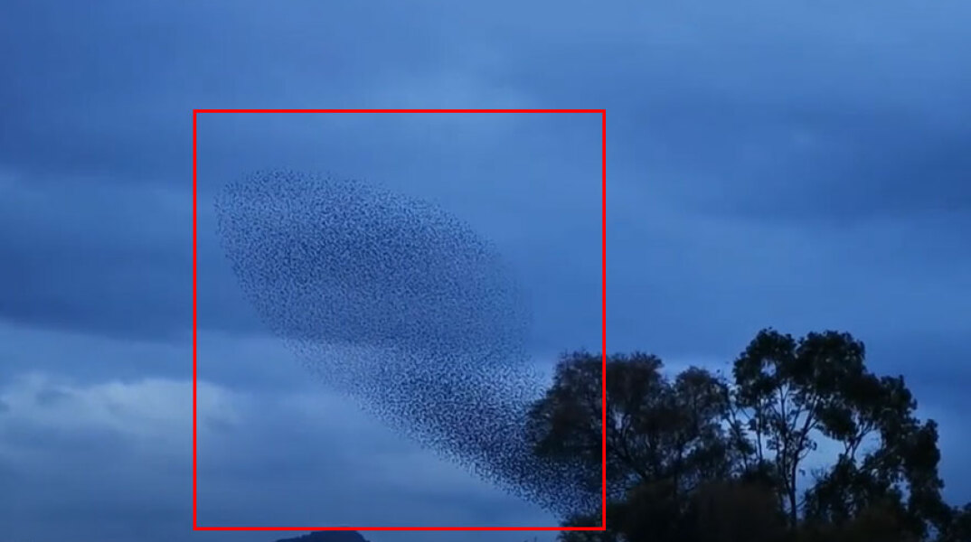 Ψαρόνια στο Ναύπλιο: Ο εκπληκτικός χορός των πουλιών στον ουρανό