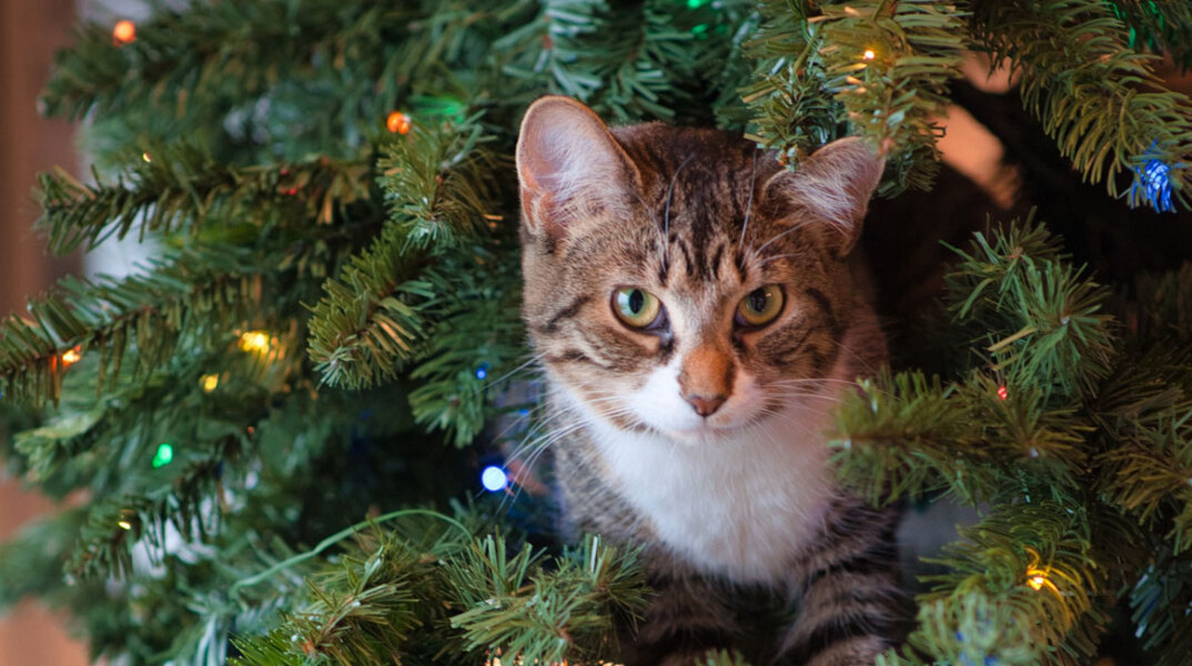 Γάτα σκαρφαλωμένη μέσα σε χριστουγεννιάτικο δέντρο