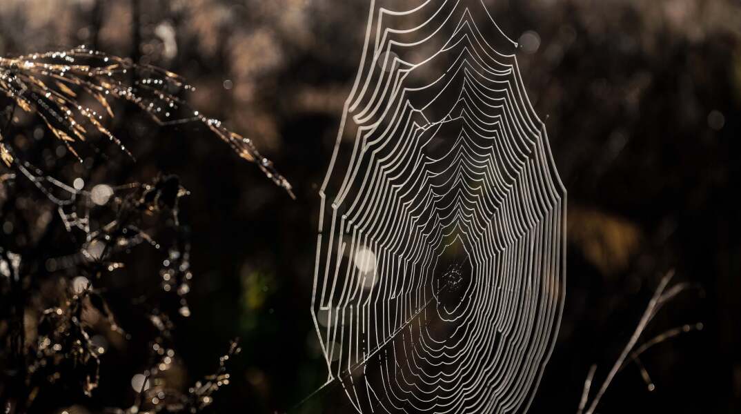 Ιστός αράχνης