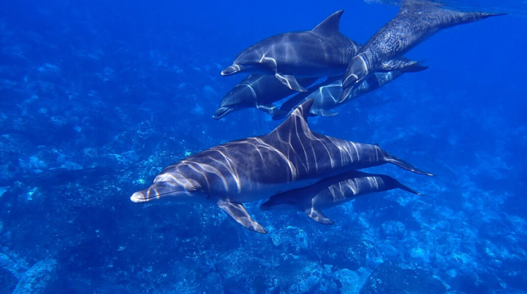 Δελφίνια