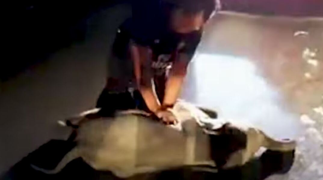 Ο διασώστης κάνει τεχνητή αναπνοή στο μωρό ελέφαντα