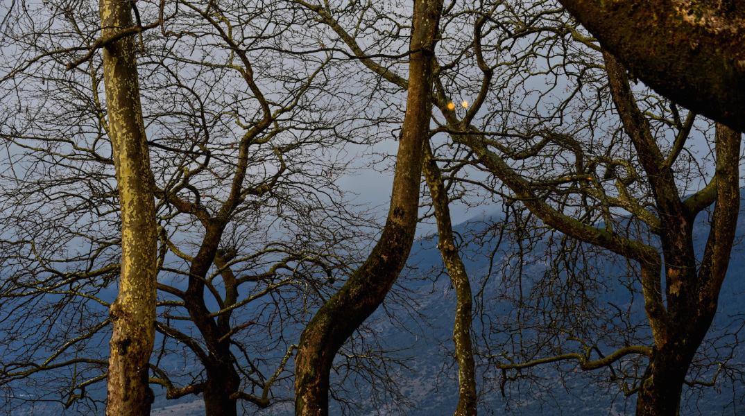 Ιωάννινα: Χαιρέτα μου τον πλάτανο