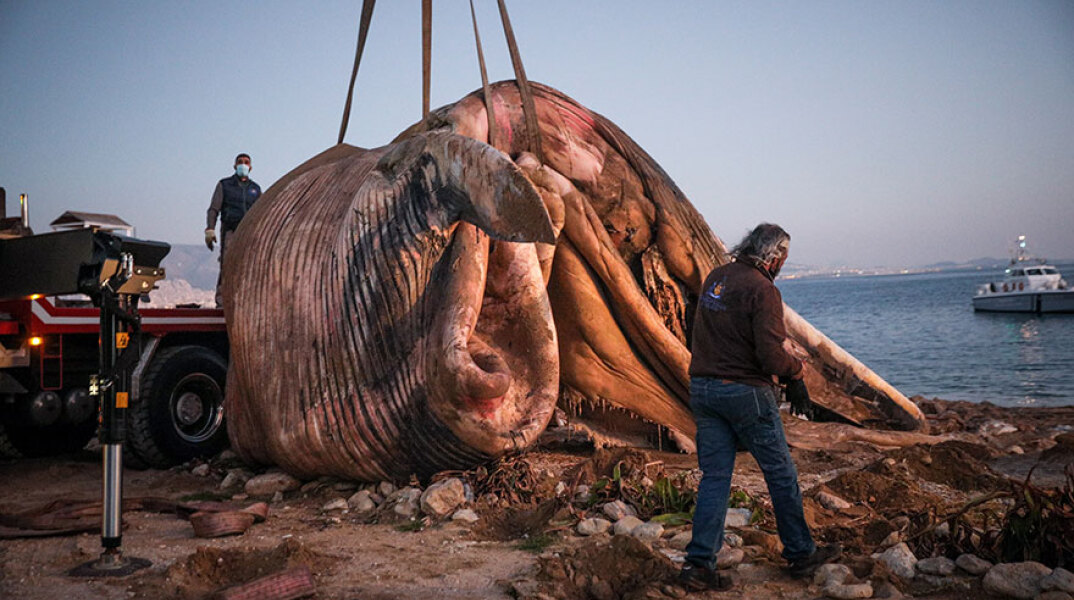Νεκρή φάλαινα στον Πειραιά - Μεταφέρεται με γερανοφόρο όχημα