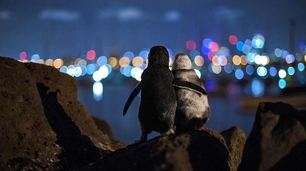 Η αγκαλιά των πιγκουίνων στη Μελβούρνη