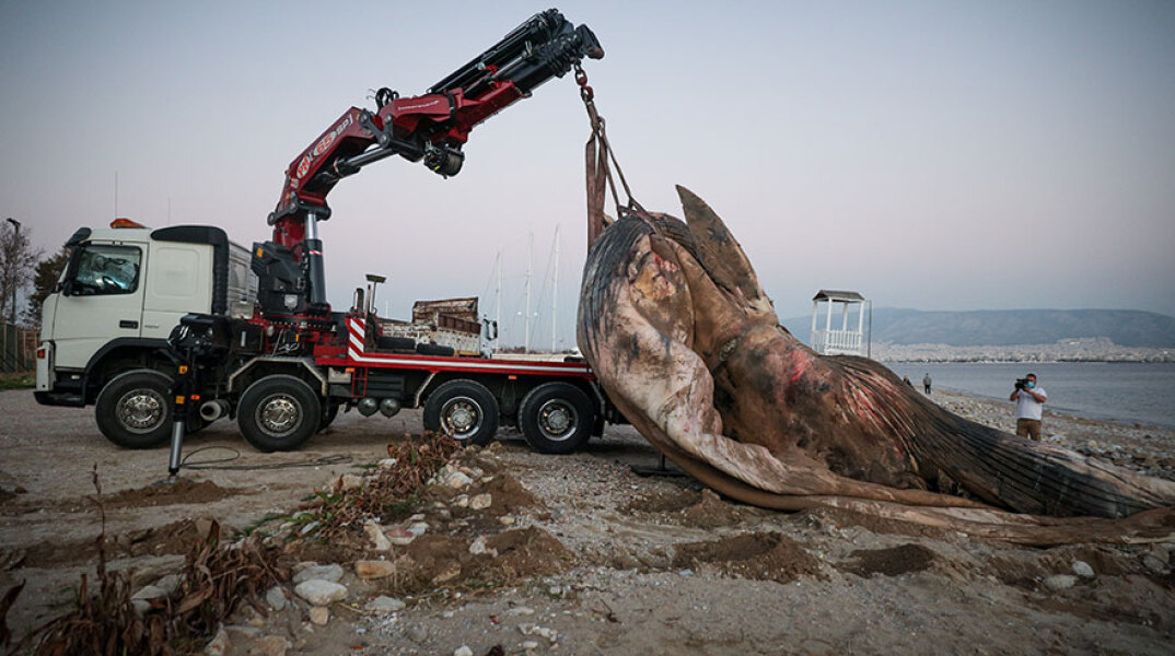 Νεκρή φάλαινα στον Πειραιά απομακρύνεται από γερανοφόρο όχημα