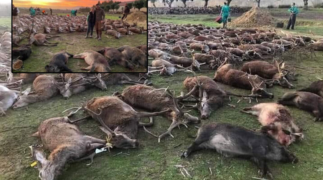 Νεκρά ελάφια στην Πορτογαλία μετά τη μαζική σφαγή από κυνηγούς