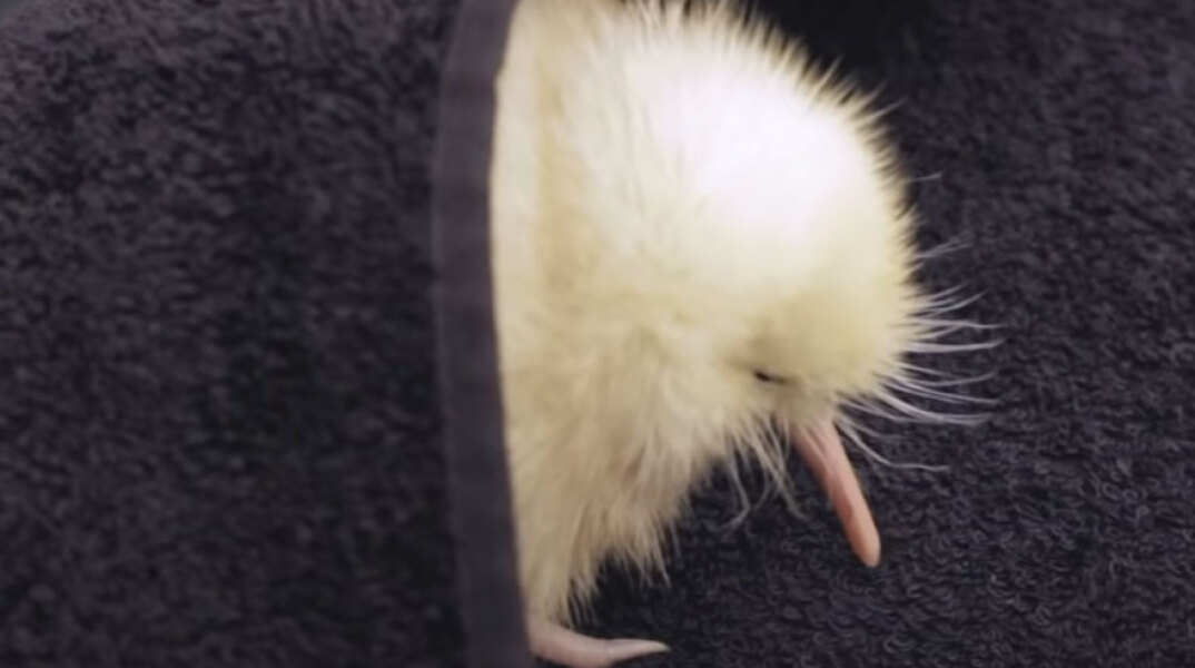 Manukura, το σπάνιο λευκό κίβι στη Νέα Ζηλανδία