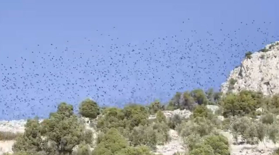 Αποδημητικά πουλιά στον Κορινθιακό Κόλπο