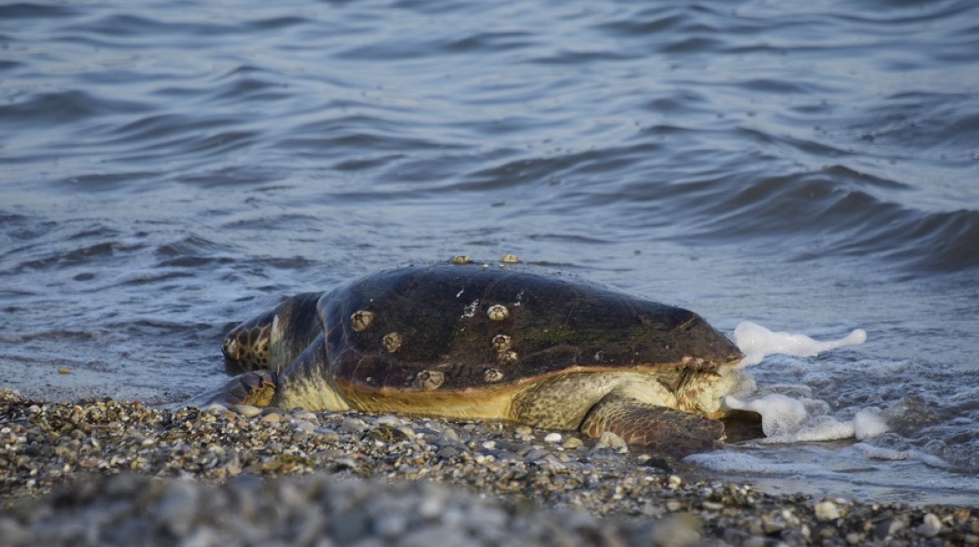 Καρέτα - καρέτα