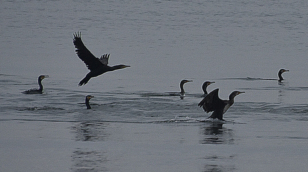 Κορμοράνοι στη Νέα Κίο στην Αργολίδα ξεχειμωνιάζουν