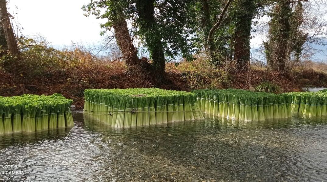 Τα πλωτά πράσα στη Δωροθέα Αλμωπίας