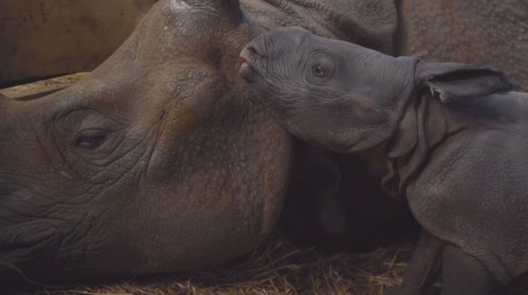 Στην Πολωνία γεννήθηκε σπάνιος ινδικός ρινόκερος για πρώτη φορά τα τελευταία 155 χρόνια