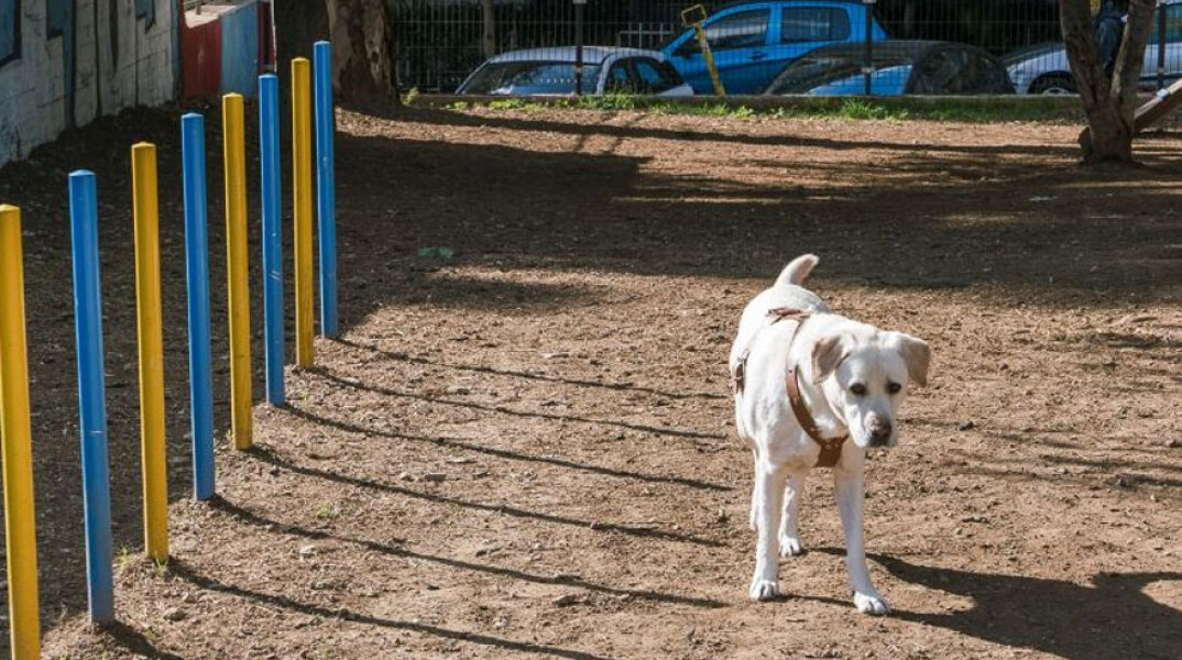 Νέα Σμύρνη: Στην πλατεία Δεξαμενής το πρώτο πάρκο αποκλειστικά για σκύλους