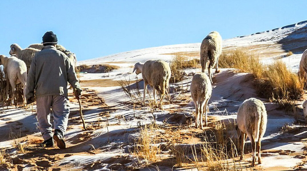 Χιόνι κάλυψε αμμόλοφους στην Αλγερία, με βοσκό να βγάζει τα πρόβατά του κοντά στην πόλη Άιν Σέφρα