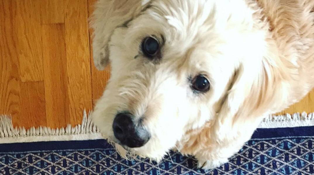 Ο σκύλος του Δημήτρη Παπαδόπουλου, Άλφι