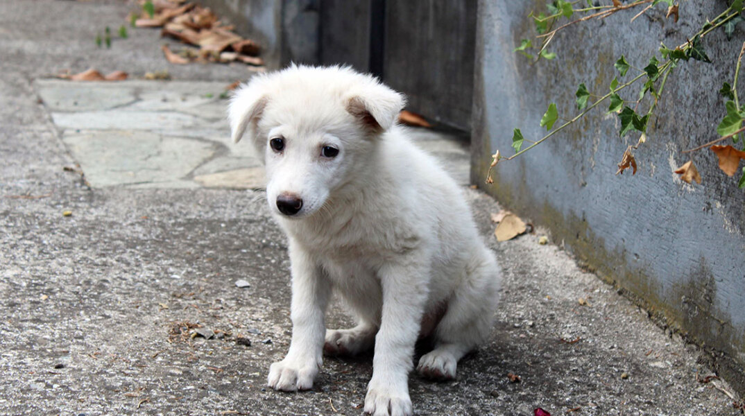 Αδέσποτο σκυλί