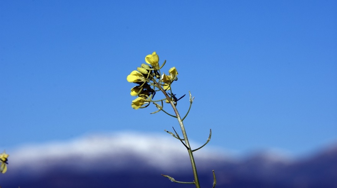 Χιόνια στην Αργολίδα