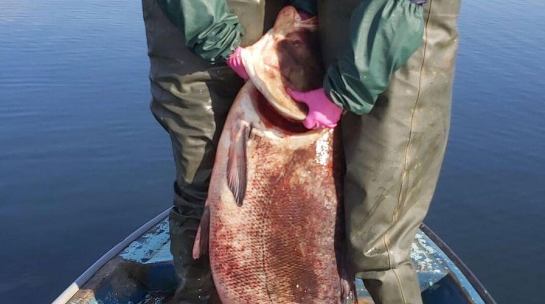 Λίμνη Βόλβη - Θεσσαλονίκη: Ψάρι - γίγας, με βάρος 85 κιλά, έπιασαν δύο αδέλφια