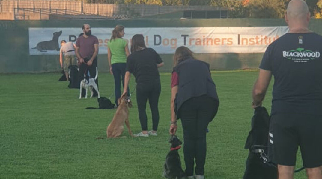 Professional Dog Trainers Institute