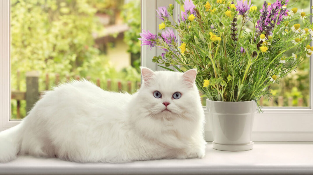 Γάτα μπροστά από το παράθυρο