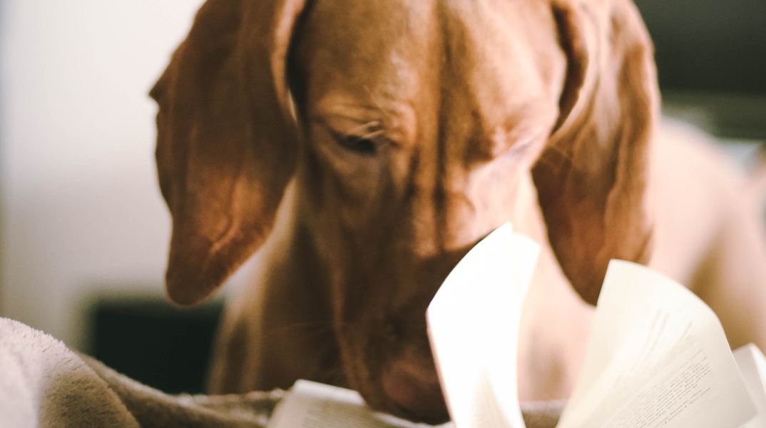 Σκύλος που παίζει με βιβλίο