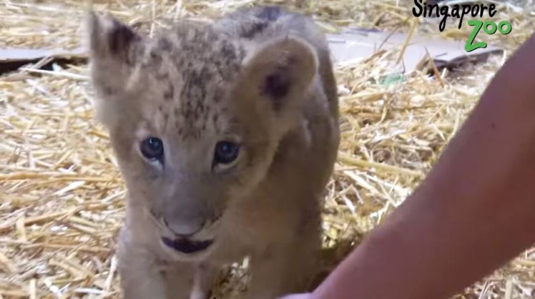 Το μικρό λιονταράκι, ο Σίμπα