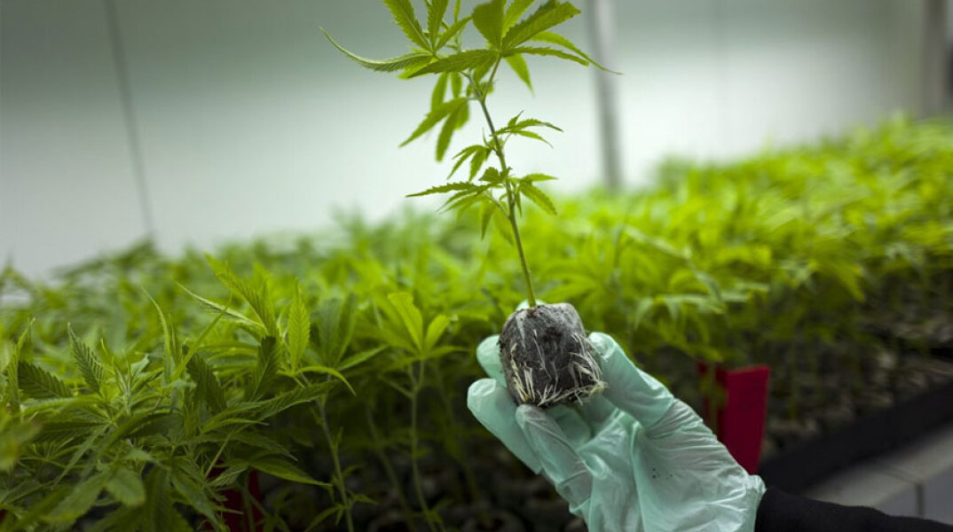 Φαρμακευτική κάνναβη: Επί τάπητος το θέμα στο Υπουργικό Συμβούλιο (ΦΩΤΟ ΑΡΧΕΙΟΥ)