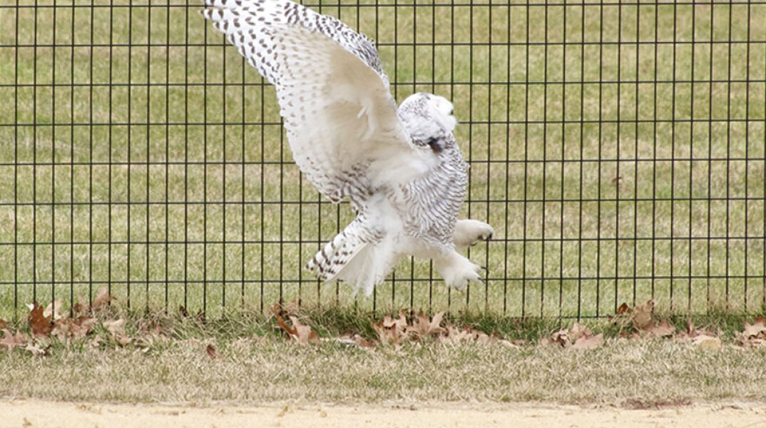Η σπάνια λευκή κουκουβάγια στο Central Park