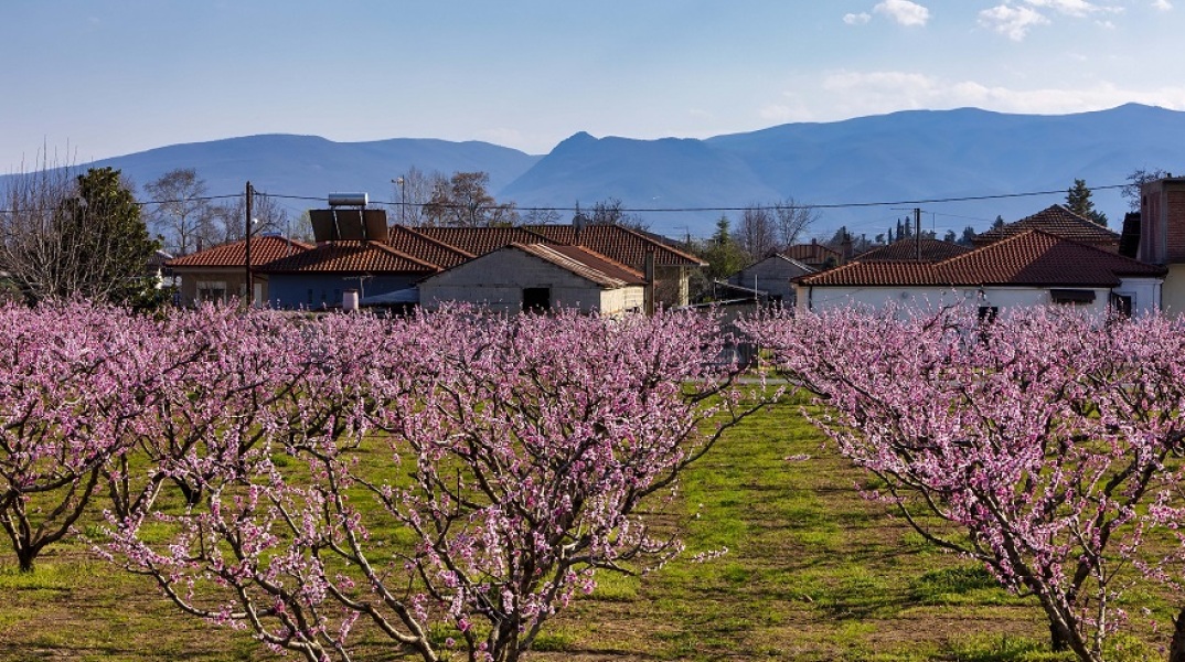 Ανθισμένες ροδακινιές
