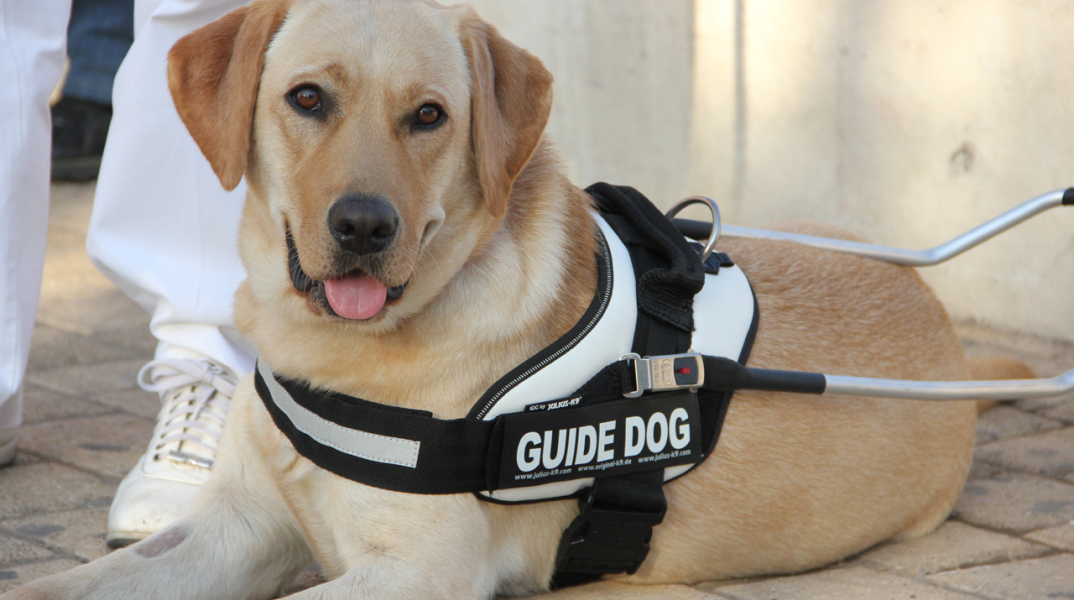 Η ΧΕΛΛΑΦΑΡΜ A.E. στηρίζει σταθερά το κέντρο «Σκύλοι Οδηγοί Ελλάδος»
