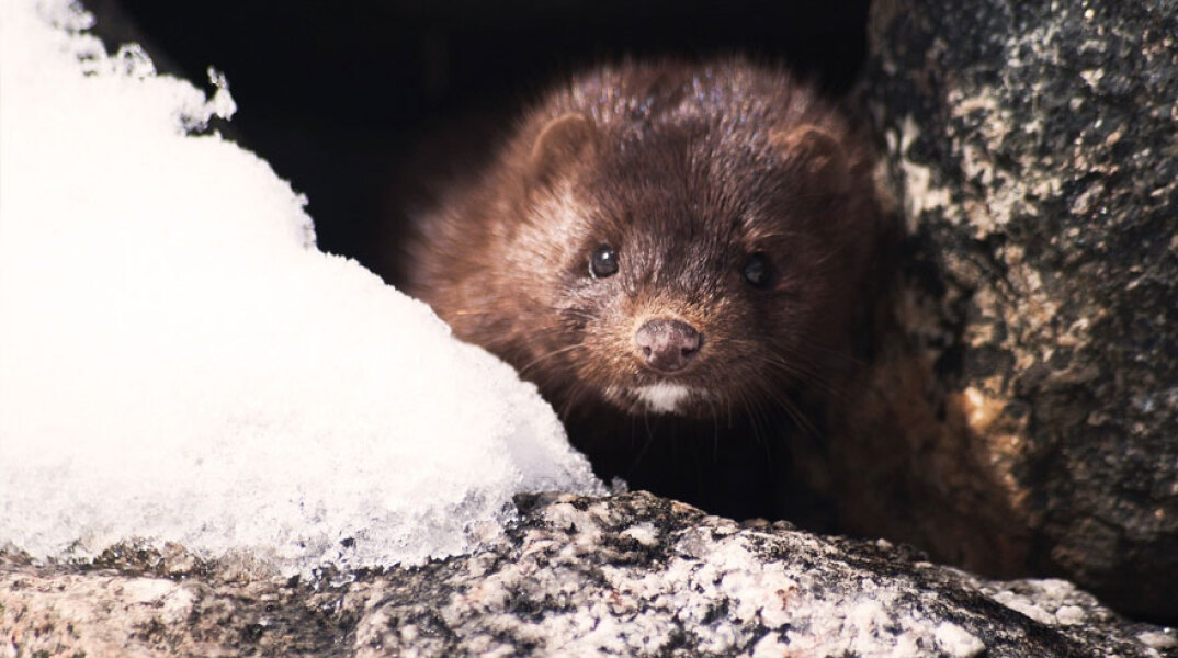 Βιζόν (Φωτο Αρχείου)