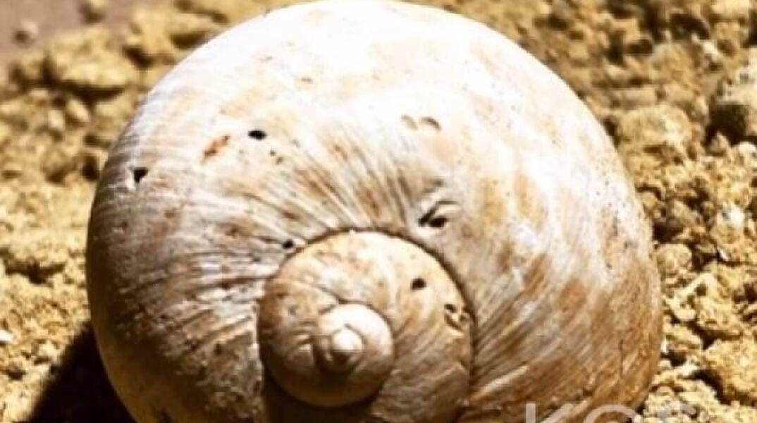 Ένας 19χρονος φοιτητής της Παντείου δημιουργεί στο νησί του, την Κω μουσείο πετρωμάτων και απολιθωμάτων 