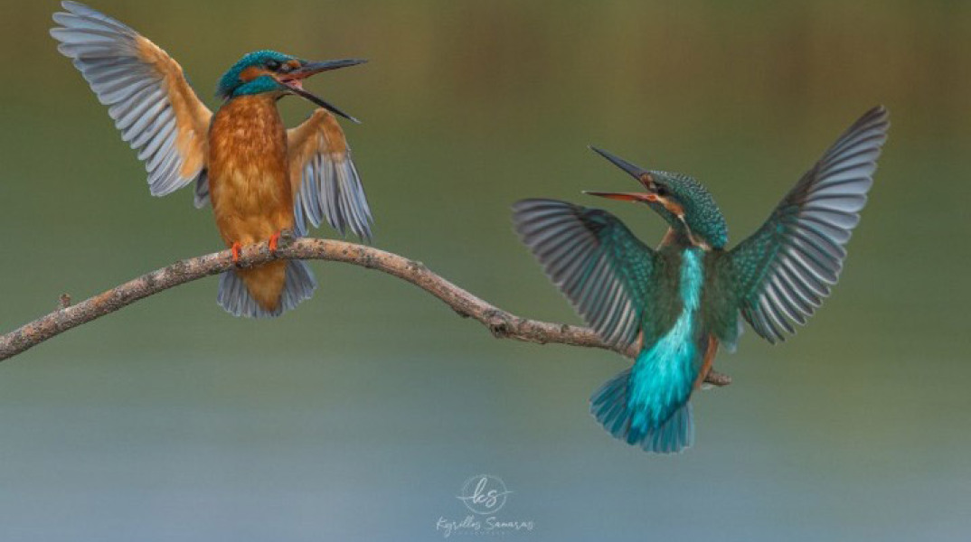 Ο καβγάς σε ένα ζευγαράκι αλκυόνες