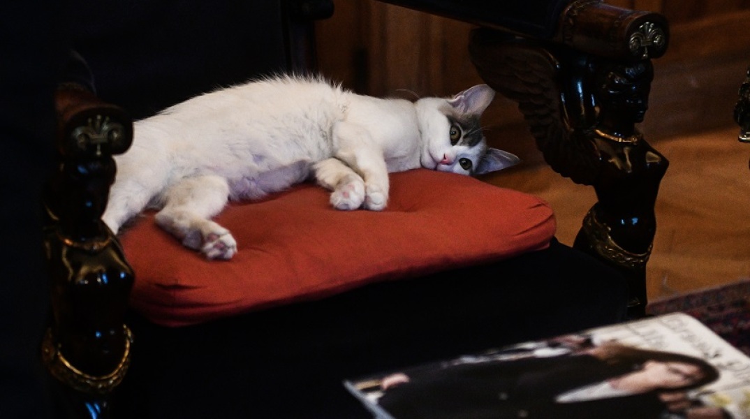 Η Καλυψώ, η γάτα που υιοθέτησε η Πρόεδρος της Δημοκρατίας 